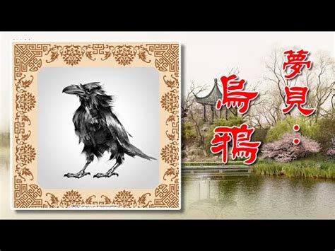 夢到小鳥飛到手上|夢見鳥